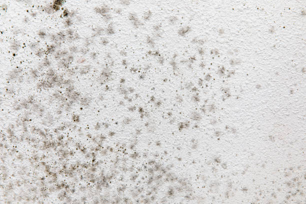 Reliable Paisley, FL Mold Removal Solutions