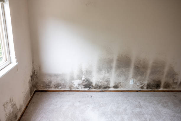 Best Mold Removal for HVAC Installations  in Paisley, FL