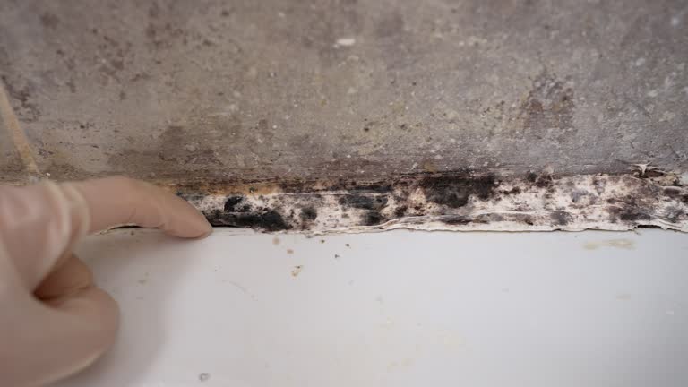 Best Asbestos and Lead Testing During Mold Inspection  in Paisley, FL